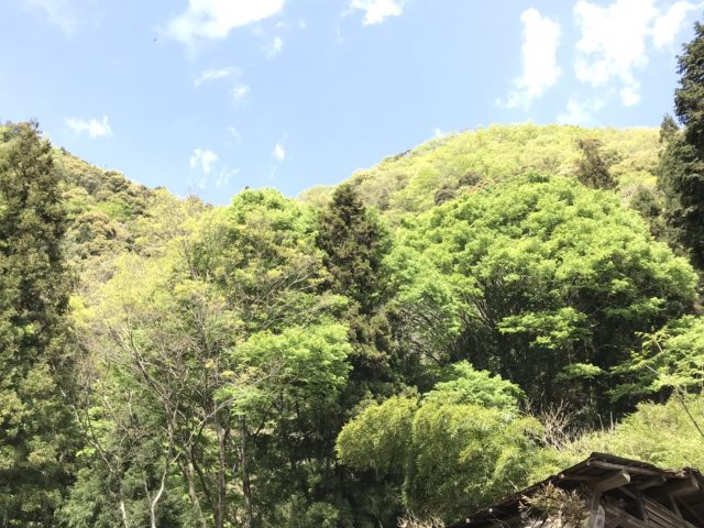 工房付近の新緑