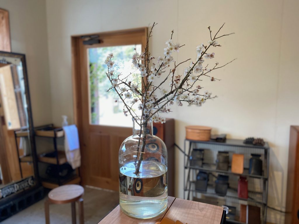 Plum blossom image 1