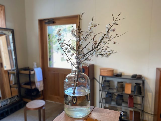 梅の花画像1